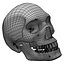 Lower Appendicular Skeleton (Rigged)